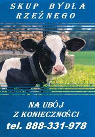 Skup bydła na ubój z koniecznosci