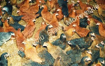 kokoszki kolorowe - Oświęcim