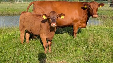Byk rozpłodnik Red Angus, Angus Czerowny, 100% PZHiPBM, świadectwo