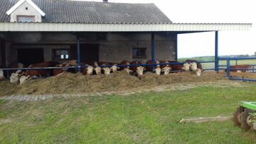 Sprzedam Jałowice cielne rasy hereford mamki hodowlane