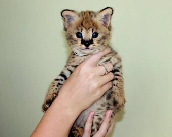 Serval i Savannah, kocięta karakalne zarejestrowane