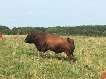 Sprzedam Stado Krów RED ANGUS - LITWA eko