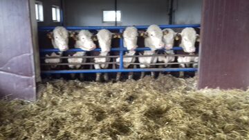 Sprzedam Jałowice cielne rasy hereford mamki hodowlane
