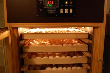 wylęgarka inkubator
