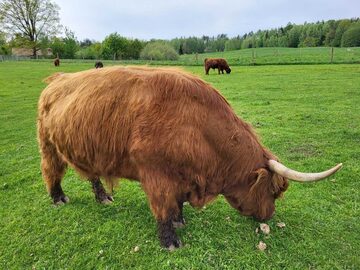 100% Rasowy buhaj byk rozpłodowy highland bydło szkockie wpis PZHiPBM