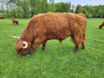 100% Rasowy buhaj byk rozpłodowy highland bydło szkockie wpis PZHiPBM