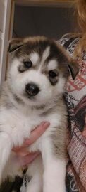 Syberian Husky / Szczeniaki / Rodowód