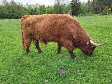 100% Rasowy buhaj byk rozpłodowy highland bydło szkockie wpis PZHiPBM