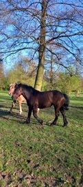 sprzedam konie 