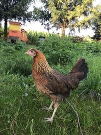 Zielononóżki kurki zielononóżka odchowane