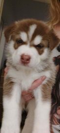 Syberian Husky / Szczeniaki / Rodowód