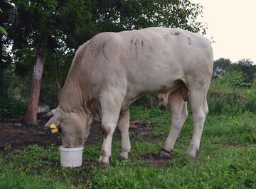 Chianina byk
