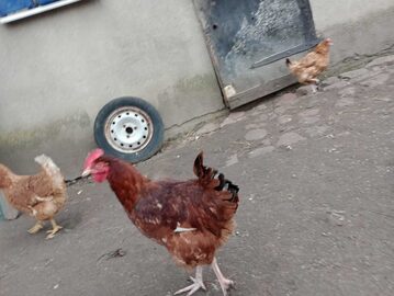 Sprzedam Młode Koguty 