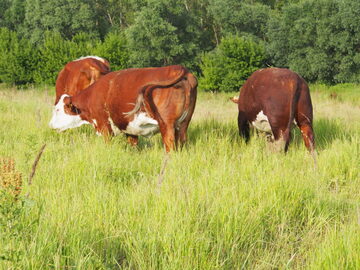 Byki hereford 100%, 10 miesięcy