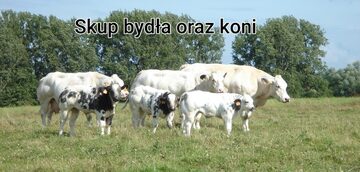 Skup  bydła rzeźnego  ,zywca,koni Małopolskie ,PODKARPACKIE