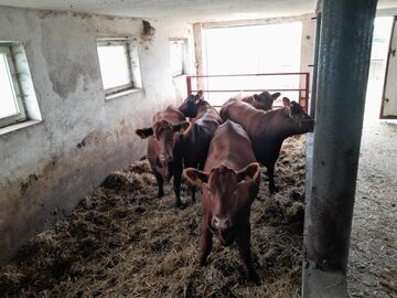 Sprzedam jałówki hodowlane Angus