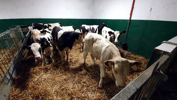 SPRZEDAŻ CIELĄT BYKI,JAŁÓWKI 50-130KG