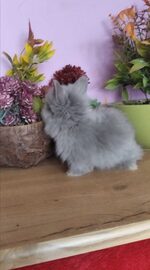 Karzełki Teddy Długowlosy 