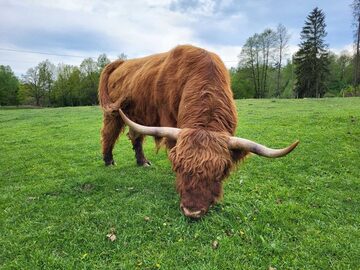 100% Rasowy buhaj byk rozpłodowy highland bydło szkockie wpis PZHiPBM
