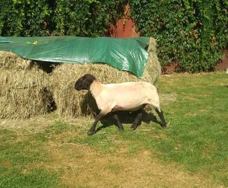 Sprzedam barana suffolk