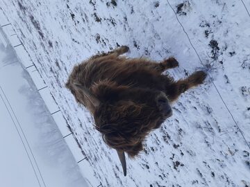 Byczek Szkocki highland cattle 