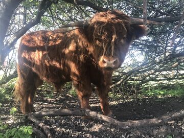 Byk rasy Highland Cattle/Bydlo szkockie