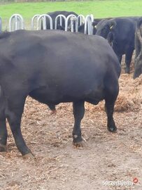 Angus czarny 100% buhaj rozpłodnik pod oceną PZHiPBM