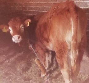 Sprzedam piękną jałowke mięsna na matkę do hodowli 
