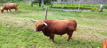 Byk rasy Highland