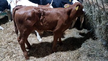 SPRZEDAŻ CIELĄT BYKI,JAŁÓWKI 50-130KG