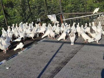 Sprzedam (+-) 80 sztuk gołębi  
