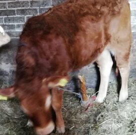 Sprzedam piękną jałowke mięsna na matkę do hodowli 