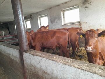 Sprzedam jałówki hodowlane Angus