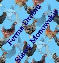 kokoszki kolorowe - Oświęcim