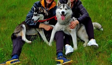 Syberian Husky / Szczeniaki / Rodowód