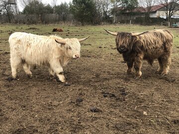 Bydło Highland 