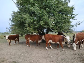 Byki hereford 100%, 10 miesięcy