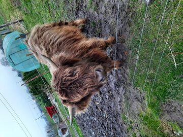Byczek Szkocki highland cattle 