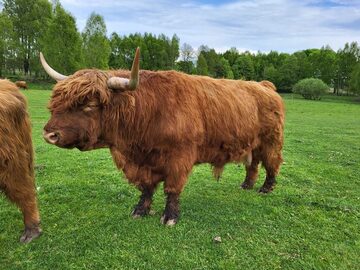 100% Rasowy buhaj byk rozpłodowy highland bydło szkockie wpis PZHiPBM