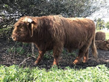 Byk rasy Highland Cattle/Bydlo szkockie