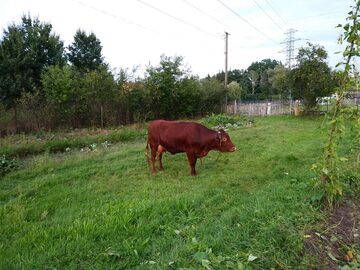 Krowa czerwona wysokocielna, (termin początek września)
