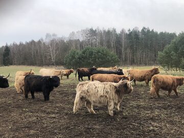 Bydło Highland 