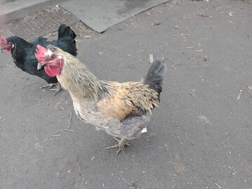 Sprzedam Koguta ozdobnego Zielononóżka