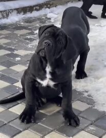 cane corso szczenięta płci męskiej i żeńskiej