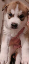 Syberian Husky / Szczeniaki / Rodowód