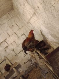 Sprzedam Koguta ozdobnego Brahma